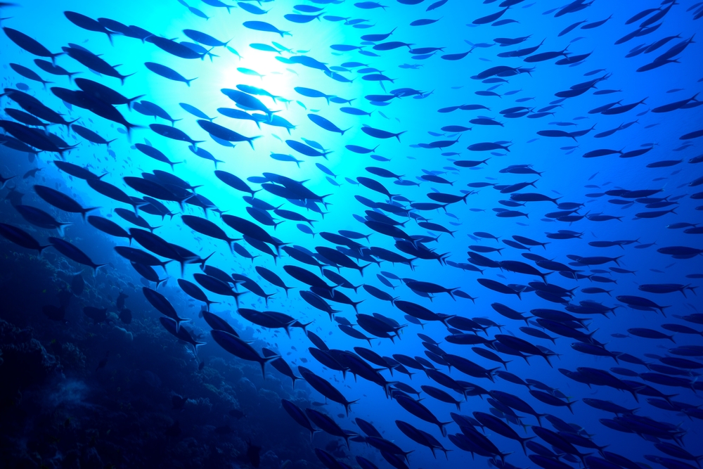循环水养殖中盐度对鱼类的影响